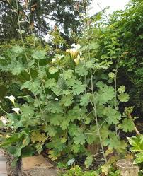 Image result for Macleaya