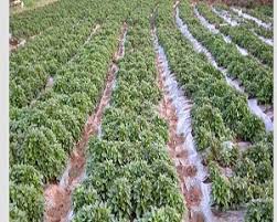 Mak cakap, nak tanam ubi kayu mesti buat batas. Cara Menanam Ubi Jalar Sistem Mulsa Plastik Yang Mudah Pt Kusuma Dipa Nugraha