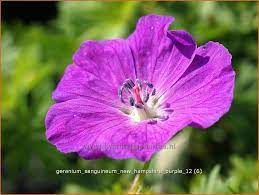 Geranium sanguineum 'new hampshire purple' cranesbill. Blut Storchschnabel Geranium Sanguineum New Hampshire Purple Kaufen Bestellen Staudenonline De