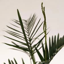 Image result for Chamaedorea radicalis