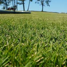 Zoysia grass (zoysia spp.) forms a dense lawn that excludes weeds and withstands foot traffic. Zoysia Grass Pros And Cons Plus Expert Tips For Growing A Healthy Zoysia Lawn Lawn And Petal
