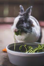 How Long Can A Rabbit Go Without Food Bunny Horde