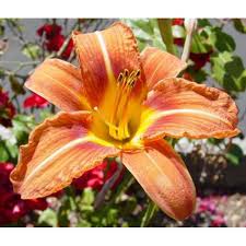 Its medium texture blends into the garden, but can always be balanced by a couple of finer or coarser plants for an effective composition. Classy Groundcovers Daylily Orange Hemerocallis Fulva Tawny Daylily Tiger Daylily 25 Bare Root Plants Walmart Com Walmart Com