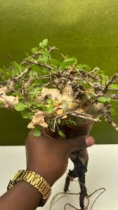 Image result for Commiphora mombassensis