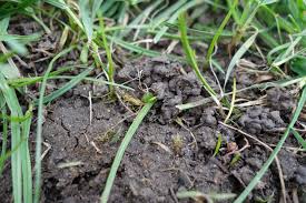 We did not find results for: Earthworm Castings Cause Bumpy Enviro Masters Lawn Care Facebook