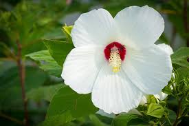 It has dazzled gardeners since its introduction in 2001. Hibiscus Moscheutos Hardy Hibiscus