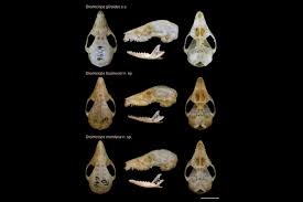 Image result for Monotes glaber