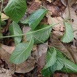 Image result for Homalium abdessammadii