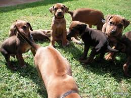 Find rhodesian ridgeback puppies and breeders in your area and helpful rhodesian ridgeback information. Rhodesian Ridgeback Puppies For Sale Dogs Puppies For Sale In Benoni Gauteng Africada Com Mobile 49342