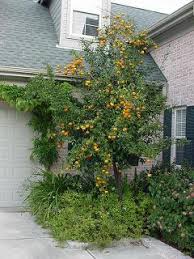 Seto satsuma can grow in most kinds of soil, is cold hardy and loves full sun exposure. Citrus Hortupdate Nov Dec 2010 Aggie Horticulture