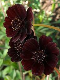 Start A Chocolate Garden Chocolate Cosmos Flowers Beautiful Flowers