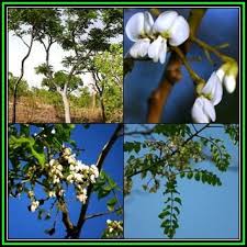 Image result for Xeroderris