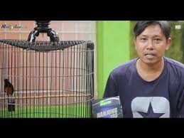Manfaat pakan seperti ini lebih banyak dan tidak ada efek. Hanya Dengan Mengkonsumsi Voer Saja Mb Halilintar Pareanom Sf Jakarta Dapat Stabil Juara Media Ronggolawe