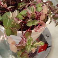 The more light they get, the better they perform. Callisia Repens Bianca Bolivian Jew Bianca Uploaded By Countrystrong0825