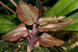 Image result for Rhipidoglossum densiflorum