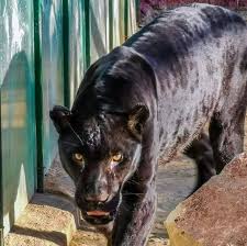 Jak jsme informovali ve čtvrtek, testování. Erbil Zoo Erbil Zoo Updated Their Profile Picture Facebook