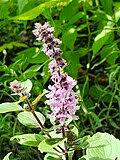 Image result for Ocimum urundense