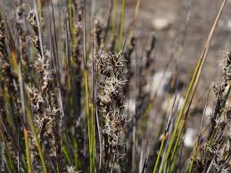 Image result for Geigeria schinzii