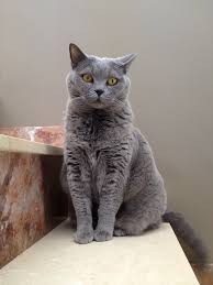 Ingiliz kısa tüylü kedisidir ve kökeni i̇ngiltere'dir. File British Shorthair Blue Irina Aea Jpg Wikipedia