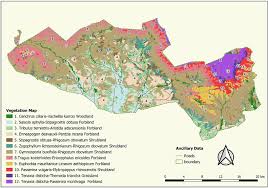 Image result for Tragus koelerioides