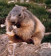 Shop official marmot gear now. Marmotte