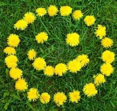 Smile flower, funny flower faces, smiley face, smiley face, smiley face. Flowers Google Search Image 2141333 On Favim Com