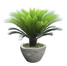 The sago palm is fairly easy to grow indoors when attention is paid to some of it's basic growing needs. Sago Palm Fertilizer When And How To Fertilize Sago Palm Plants