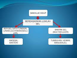 Sistem organisasi kehidupan makhluk hidup tersusun dari bagian terkecil hingga membentuk organisme. Organisasi Kehidupan Ppt Download