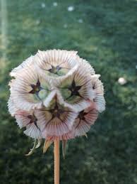 Pin On Mygardenanswers