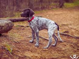 Image result for německý ohař krátkosrstý