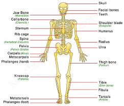 Human Skeletal System Human Body Facts Skeleton Bones Facts In 2020 Human Skeletal System Human Body Facts Skeletal System Worksheet