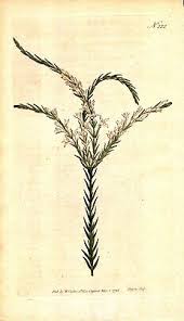 Image result for Struthiola