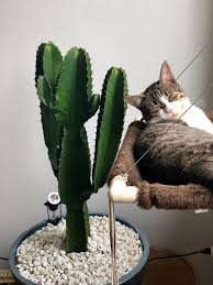 These reactions are fortunately almost always minor such as mouth irritation or an upset stomach. Guide To Poisonous Houseplants Our House Plants
