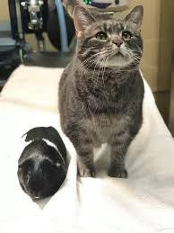 In fact, we're on a first name basis with all of our patients. East Bradford Veterinary Hospital Exotic Pets West Chester Pa