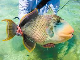 A vocabulary word list (word bank) about oceans. 3 Types Of Triggerfish Species To Catch On A Fly Alphonse Fishing Co