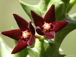 Image result for Orbea knobelii