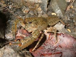 Crayfish Wikipedia