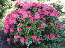 Bucks Country Gardens