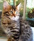 Long-haired Bengal Kitten (Cashmere)