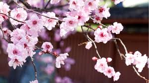 Check spelling or type a new query. Japanese Cherry Blossom Burke S Backyard