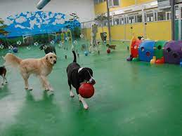 Our 5000 square foot facility is just the ticket for all your dog care needs. The Best Dog Boarding Kennels In Melbourne