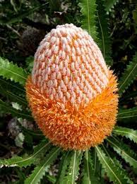 Beautiful Banksia Native Australian Plant Australian Plants Australian Flowers Trees To Plant