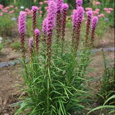 Image result for Tetragonia spicata