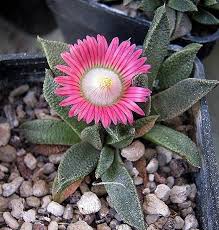 Image result for Nananthus