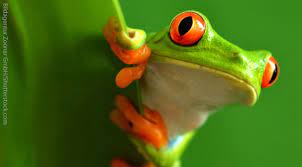 Kids facts about red eyed tree frogs. Red Eyed Tree Frog Facts For Kids Information Pics Video