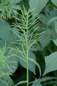 Image result for Paspalum