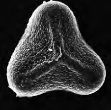 Image result for Cyathea mossambicensis