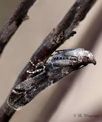 Image result for Pyla fusca