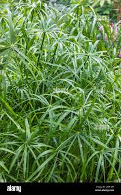 Image result for Cyperus pustulatus