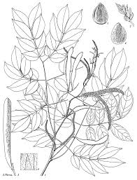 Image result for Pseudoprosopis